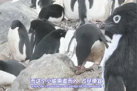 企鹅外出捡石头筑巢，小偷趁机从巢穴里面偷石头，一场下来白忙活视频封面