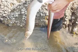 小章赶海徒手捉生猛大海鳗，回头就要给小章一口。太惊心动魄了！视频封面