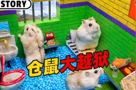 仓鼠历险记《仓鼠大越狱》：小仓鼠历经千辛万苦是否能逃出去呢视频封面