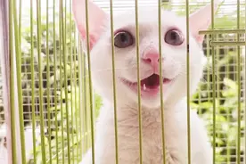 猫咪主动给你“按摩”，不是它喜欢你，而是它想妈妈了