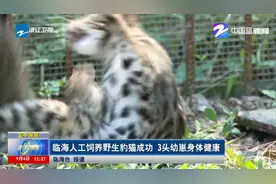 临海人工饲养野生豹猫成功 3头幼崽身体健康视频封面
