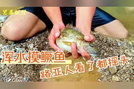 河水又急又浑，看小伙怎么徒手抓住大鳜鱼的。视频封面