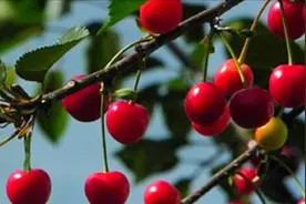 大家都很喜欢吃樱桃，那么樱桃是怎么采摘的了？视频封面