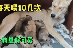 小灰狗妈妈每天要喂奶10多次，小狗崽吃奶的动作太可爱了视频封面