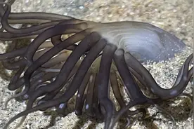 大齐赶海，发现沙滩上一根根小管里有这种管虫，好像大海葵一样