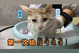 初一洗药浴的样子是大家想象中的嘛？希望能快点好，还我猫猫自由视频封面