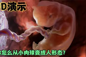 3D演示：你在妈妈肚子里，由小肉球变人形态，透明皮肤下长出骨骼视频封面