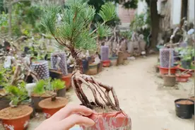 越来越喜欢松树盆景了，看了几棵杨梅大阪松素材，真的很喜欢视频封面