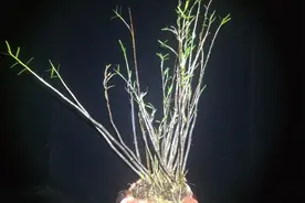 在北方用丹霞石种植石斛姬竹叶石斛视频封面