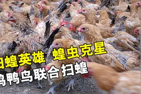 扫蝗英雄，蝗虫克星，牧鸡鸭兵联合粉红椋鸟，展开全方位扫蝗！视频封面