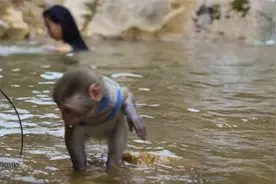 越南网红野美人,野外生存一天视频封面