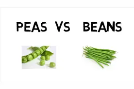 豌豆pea和其他豆角bean有什么区别呢？ #寓教于乐，寓学于乐#