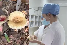 悲剧！广东平远祖孙三代吃野生蘑菇中毒死亡，外孙女才3岁视频封面