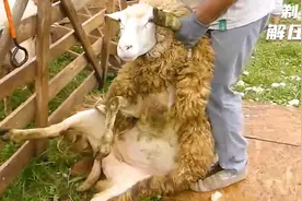 剃毛剃到敏感部位，小羊浑身战栗视频封面