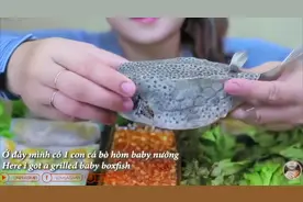 越南吃货美女吃热带  “箱鲀”视频封面