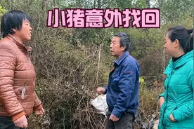 小猪丢失几天意外找回，全家看到那一刻瞬间懵了，奶奶自责生闷气视频封面