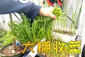 蒜苗、菠菜，青岛一楼小院蔬菜大棚种菜又收成2样青菜！美得很！视频封面