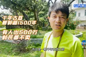 实属罕见！广西发现一棵千年古荔，树龄超过1500年，至今年年结果