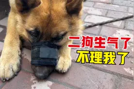 给拆家的小德牧戴上嘴套，没想到场面一度陷入僵持，这该咋办啊？