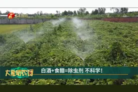 白酒+食醋=除虫剂 不科学！视频封面