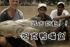 河中巨怪第九季：尼泊尔渔民被巨型鲶鱼拖进水中从此销声匿迹！视频封面