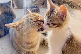 大猫急头白脸一顿舔，小猫咪被舔的不敢动了，哈哈哈！视频封面