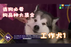 选狗必看-狗品种大集合！(工作犬1)挑选你喜欢的狗品种视频封面