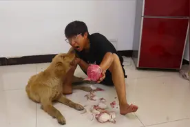 小伙吃完洋葱后对着金毛哈气，呛的金毛破口大骂，笑的小伙肚子疼