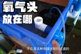氧气泵必须配置？放主缸还是过滤？不是话题的话题，今视频有些水