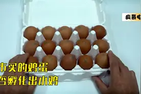 超市买的鸡蛋，到底能否孵化出小鸡！视频封面
