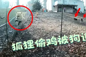 狐狸潜入鸡舍偷鸡,关键时刻狗子出手了,狐狸吓得仓皇而逃！视频封面