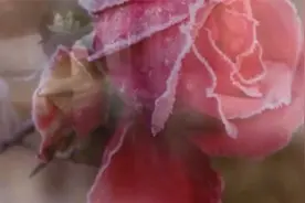 青岛滨海学院_《今日滨海-视频新闻》第427期 2019.2.26视频封面