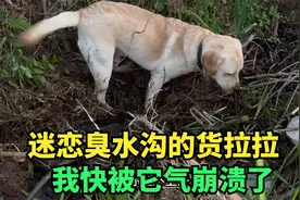 哥哥带嫂子去拍摄婚纱照，8个月的拉布拉多交给我照顾，太崩溃了视频封面