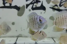 新鱼到家为什么不能投喂，喂了会怎样，鱼缸里有鱼怎么办？视频封面