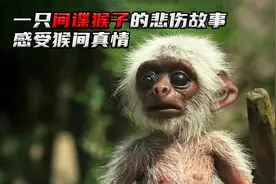 一只间谍猴子的悲伤故事，暖暖的猴间真情让人动容视频封面