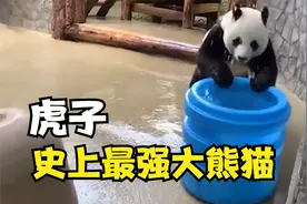 史上最强大熊猫，虎子！打金钱豹揍豺狼一声吼退黑熊视频封面
