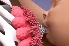 母乳喂养乳汁的形成过程？原来宝宝的吮吸是开关！3D科普