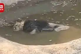邯郸一野生动物园非洲狮死亡 动物园：狮子生病了 因体力不支溺亡视频封面