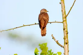 好听的四声杜鹃叫声，光棍好苦，豌豆包谷