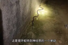 小哥去野外探索，同发现金环蛇和银环蛇视频封面