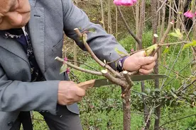 春季樱花修剪技术分享，怎样修剪才开花多？“从头到脚”都有讲究视频封面