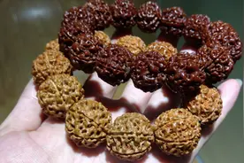 落地红与尼泊尔金刚菩提的区别视频封面