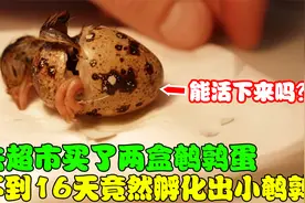 去超市买了两盒鹌鹑蛋，不到16天竟然孵化出了小鹌鹑，太神奇了！视频封面