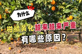 柑橘黄化原因有哪些？「老金说农业」柑橘种植管理须知！视频封面