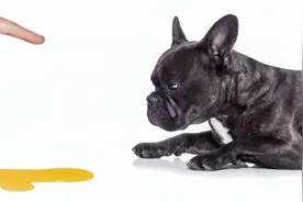 十二件你容易伤害到狗狗的事视频封面