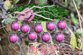 路旁边好奇发现的野果，是一棵野党参，挖回家煲汤熬粥视频封面
