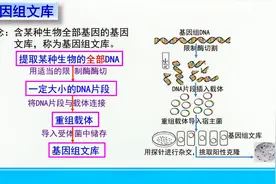 怎么才能做出基因组文库呢？视频封面