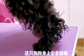 狗狗毛发打结严重，又不想剃光，宠物美容师教你轻松开结