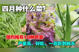 4月种什么蔬菜？一定不要错过了这10种蔬菜，可以一直采收到秋末视频封面