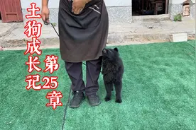 训犬师一个口令狗就靠在身边，想学吗？这里有详细教程
